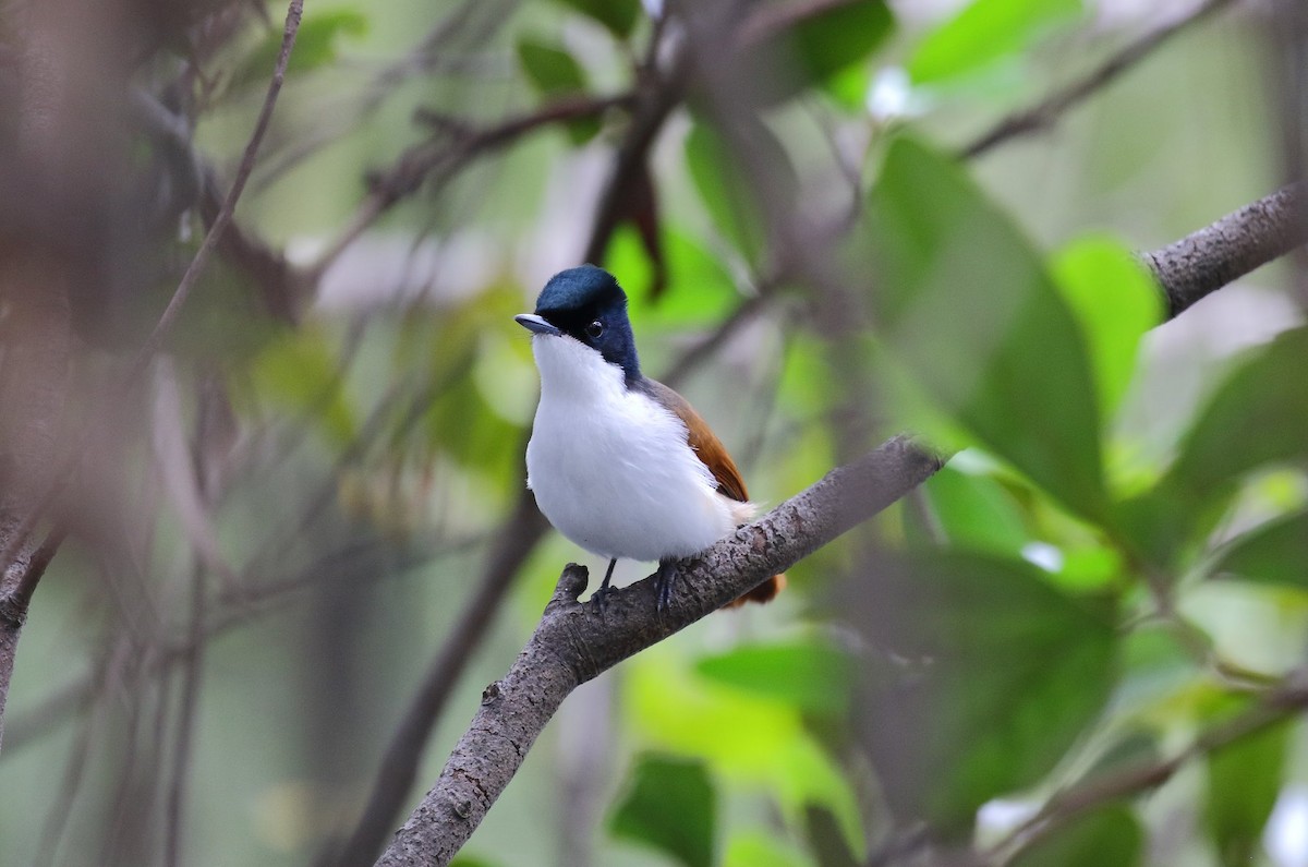 Shining Flycatcher - ML139904051