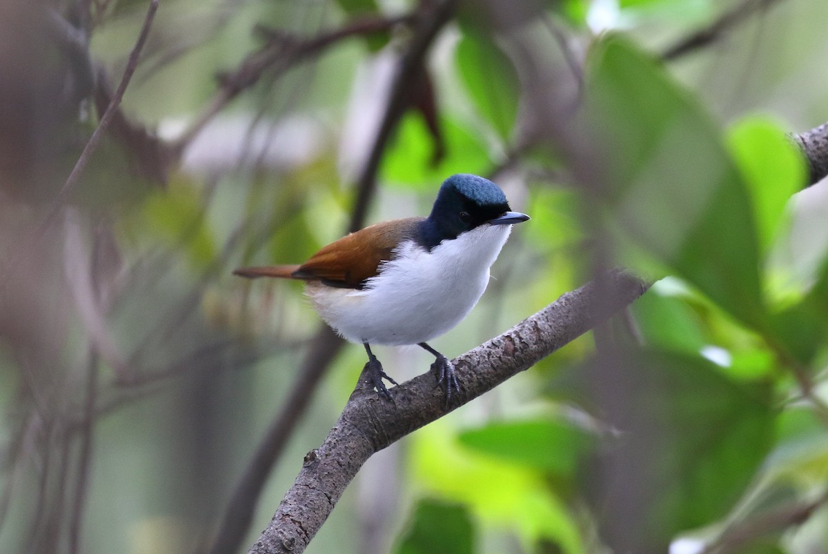 Shining Flycatcher - ML139904061