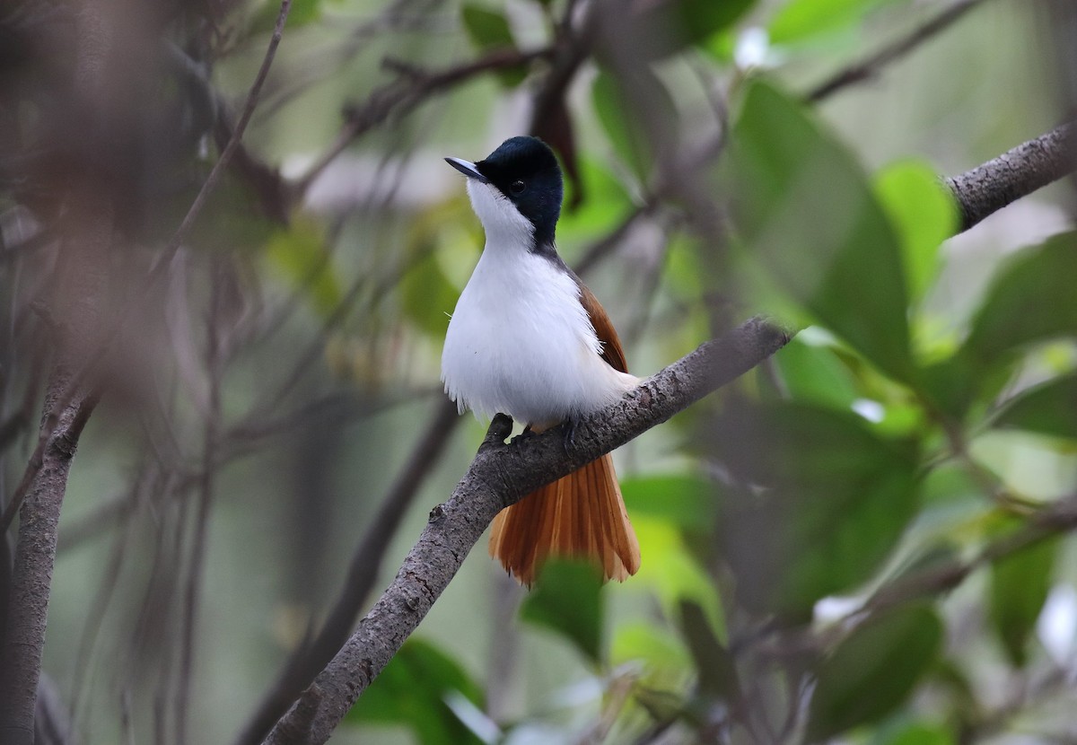 Shining Flycatcher - ML139904081