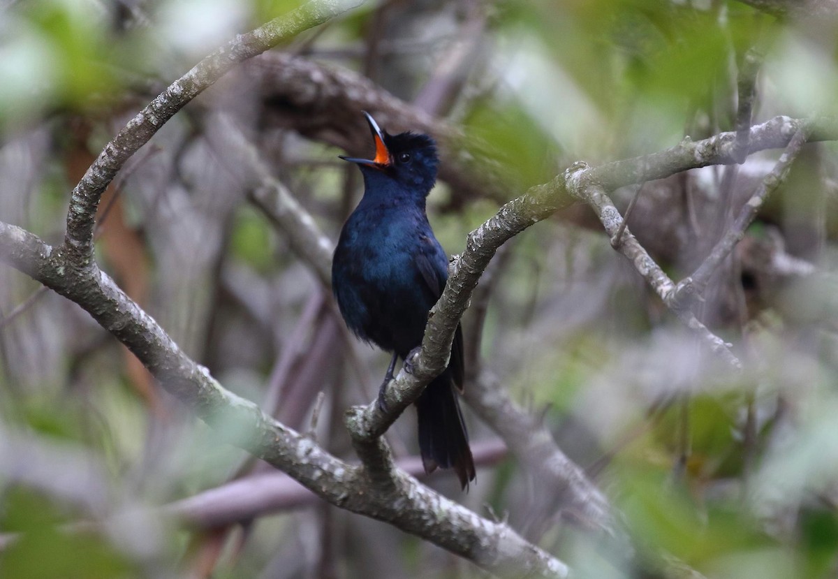 Shining Flycatcher - ML139904091