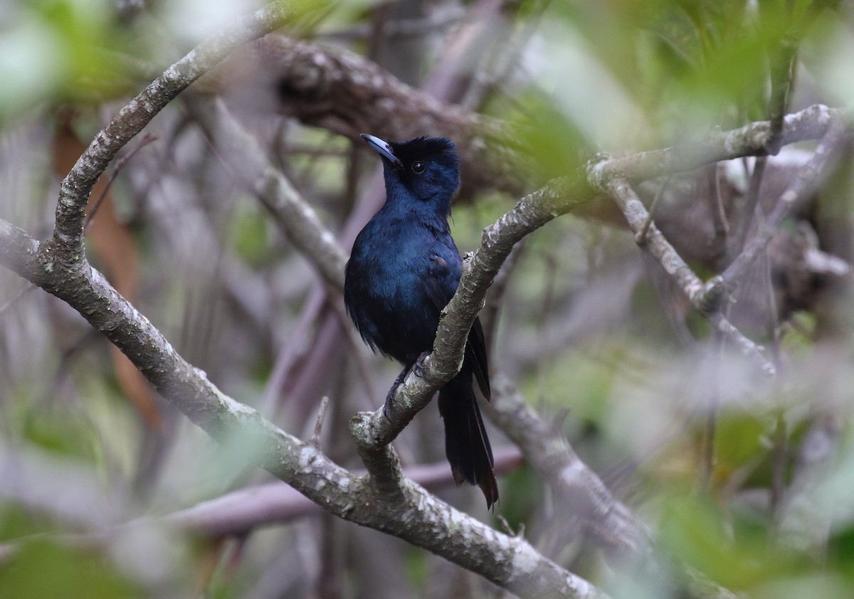 Shining Flycatcher - ML139904101