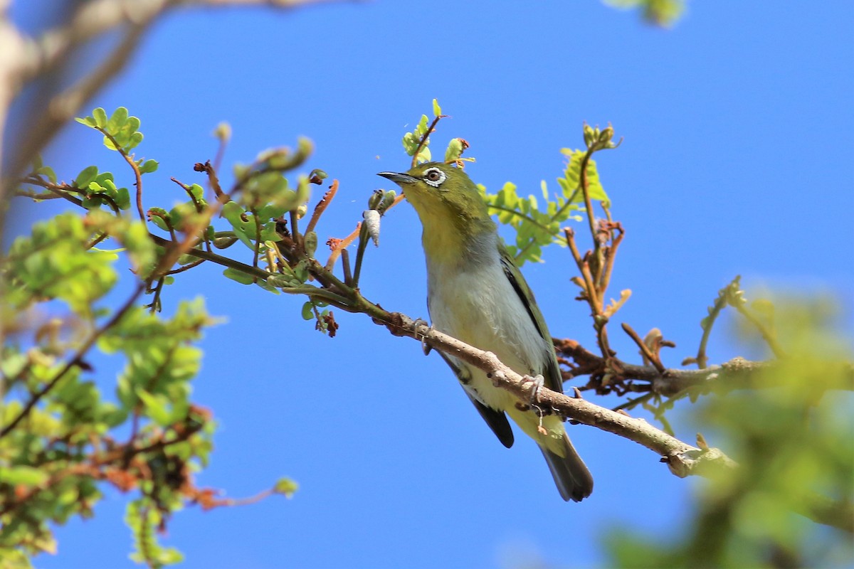 Swinhoe's White-eye - ML139904981