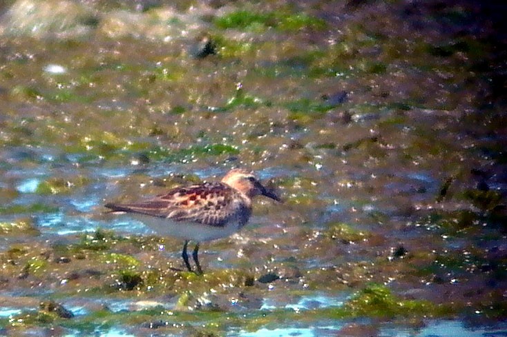 Rotkehl-Strandläufer - ML139905451