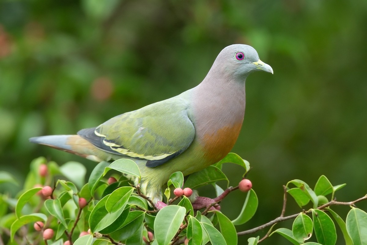 Pembe Boyunlu Yeşil Güvercin - ML139905811