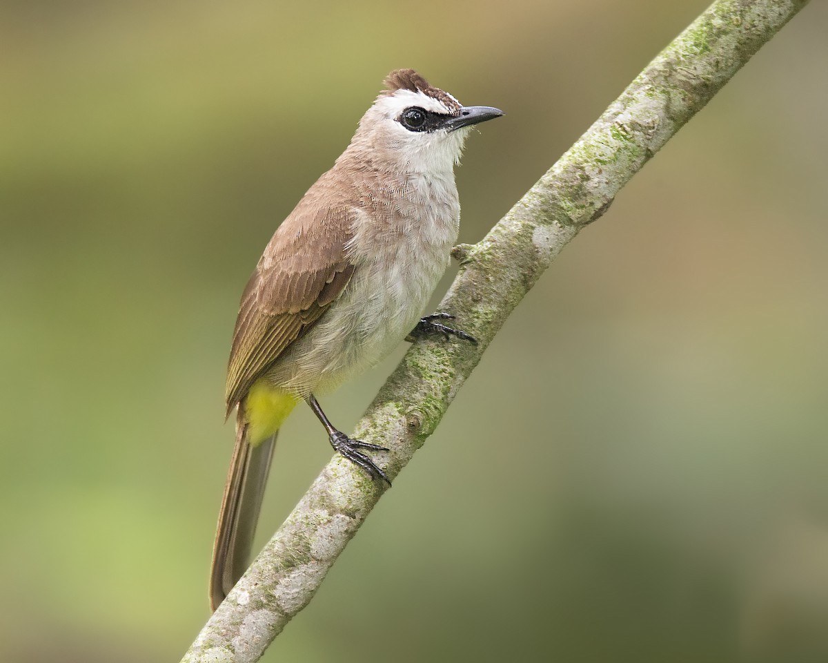 Yellow-vented Bulbul - ML139905901