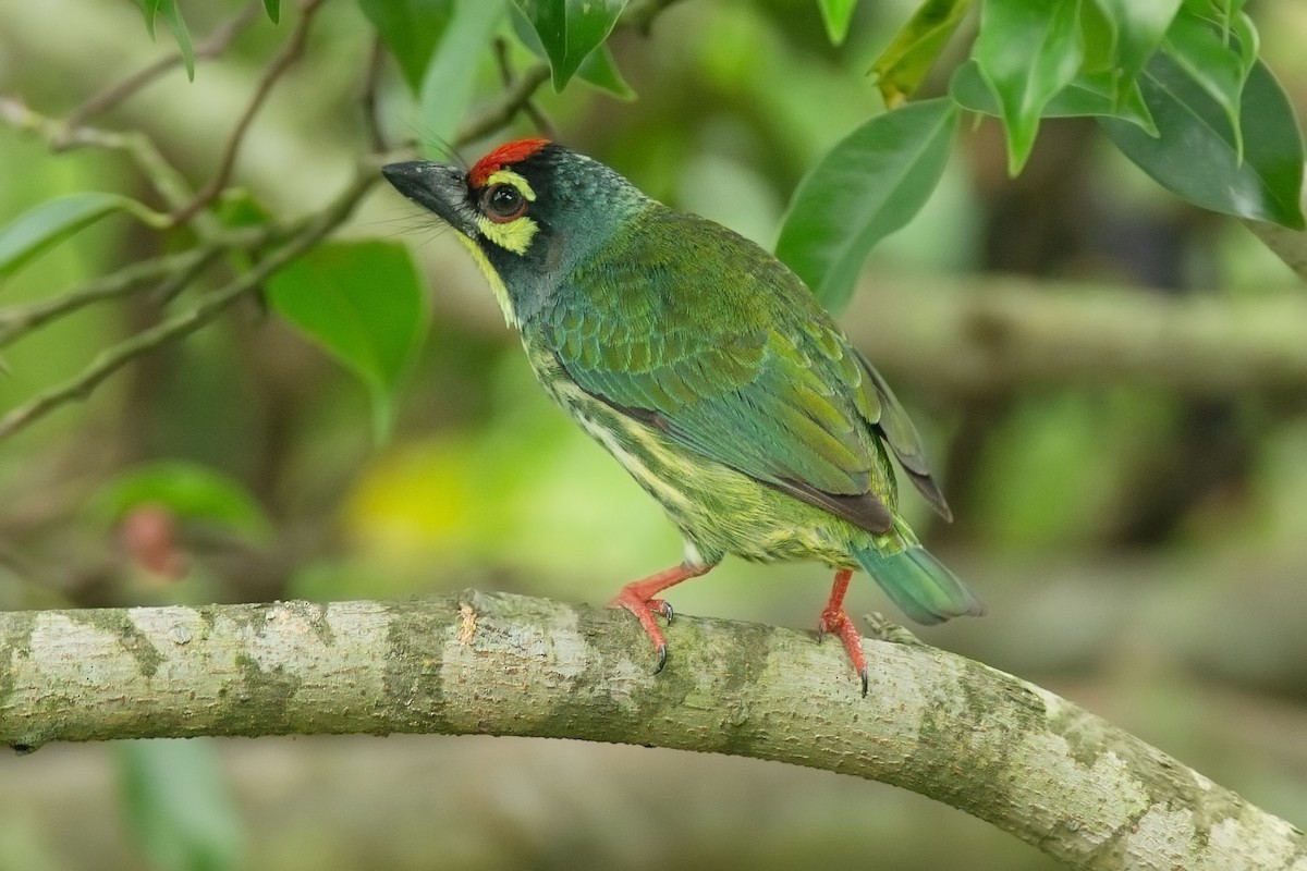 Coppersmith Barbet - ML139905931