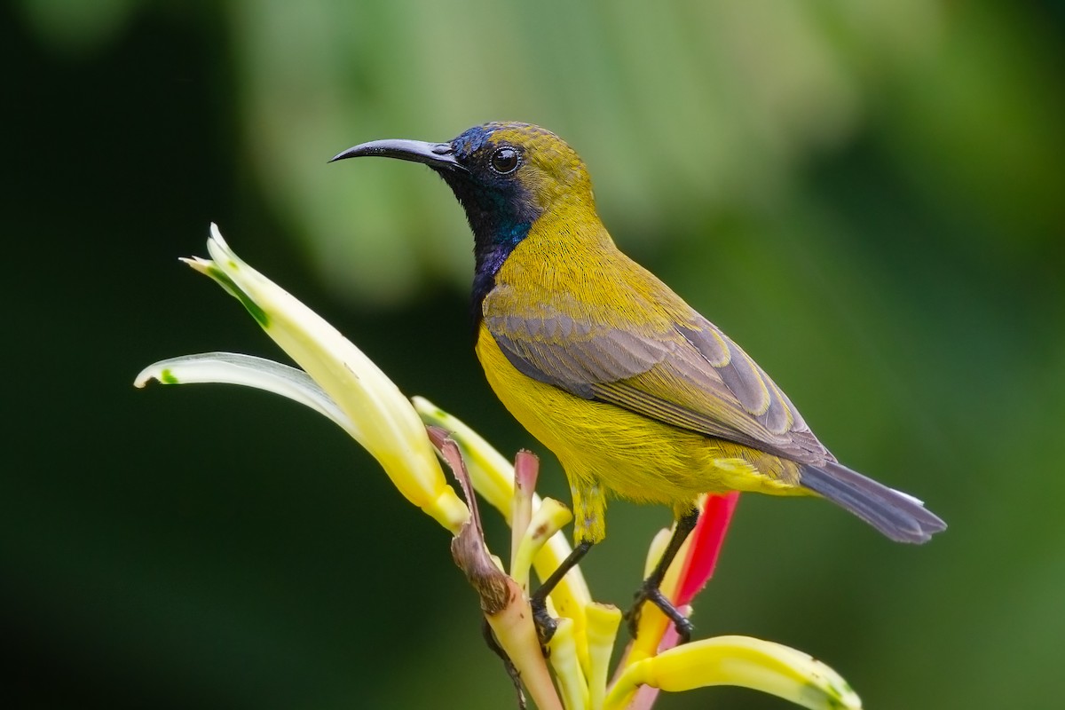 Ornate Sunbird - JJ Harrison