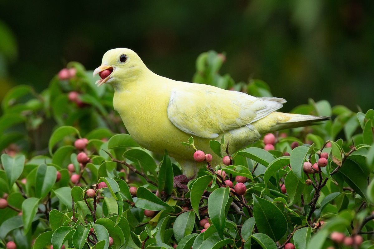 Pembe Boyunlu Yeşil Güvercin - ML139905981