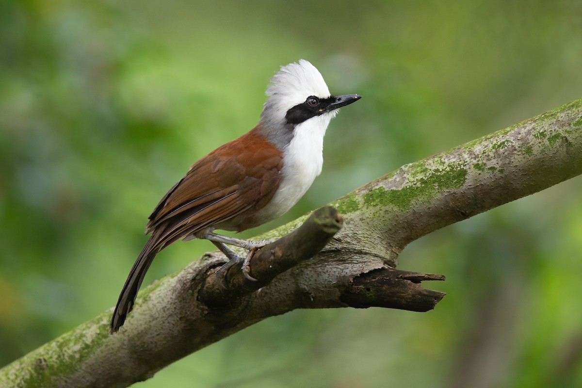 White-crested Laughingthrush - ML139906031