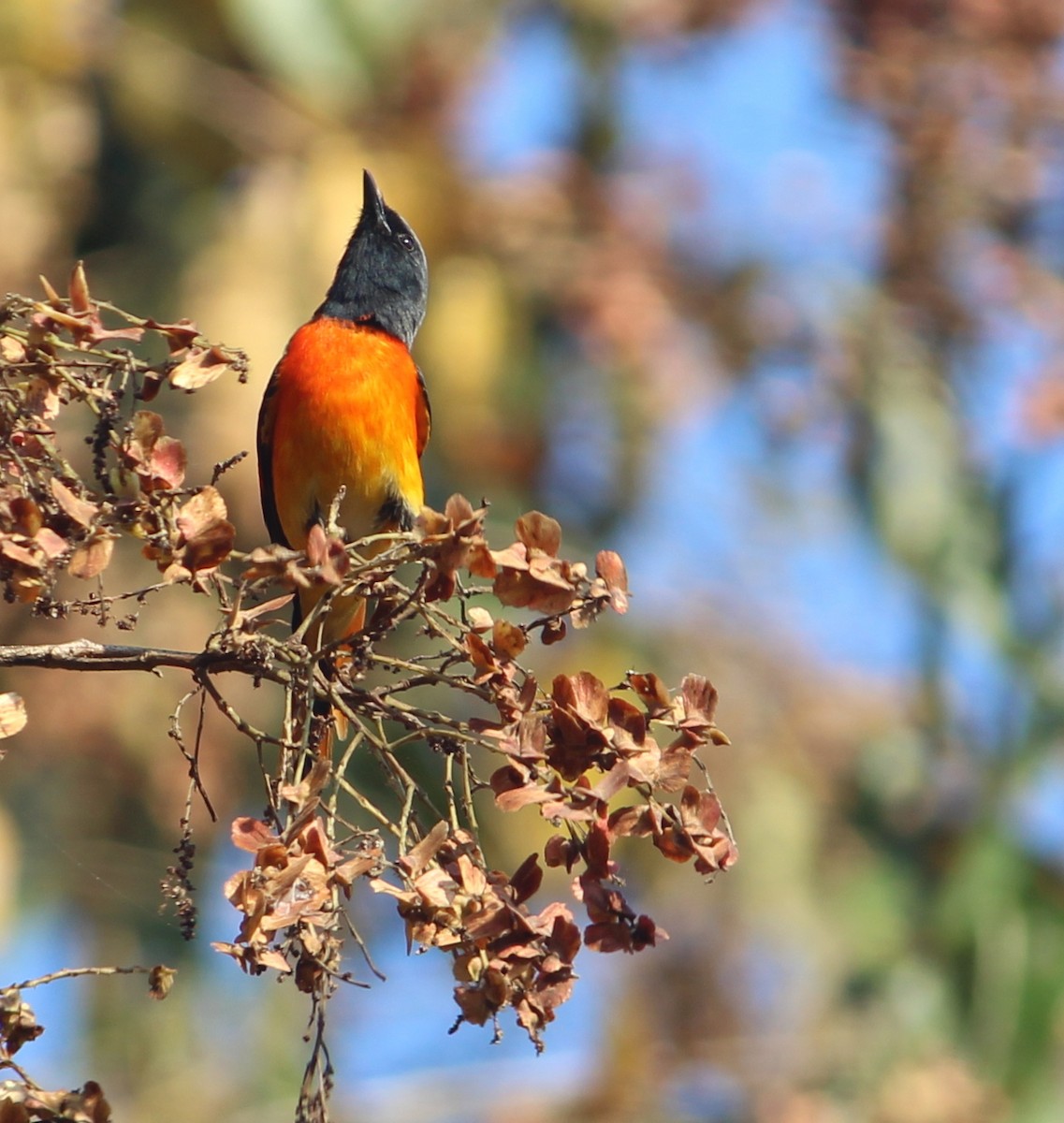 Zwergmennigvogel - ML139908231