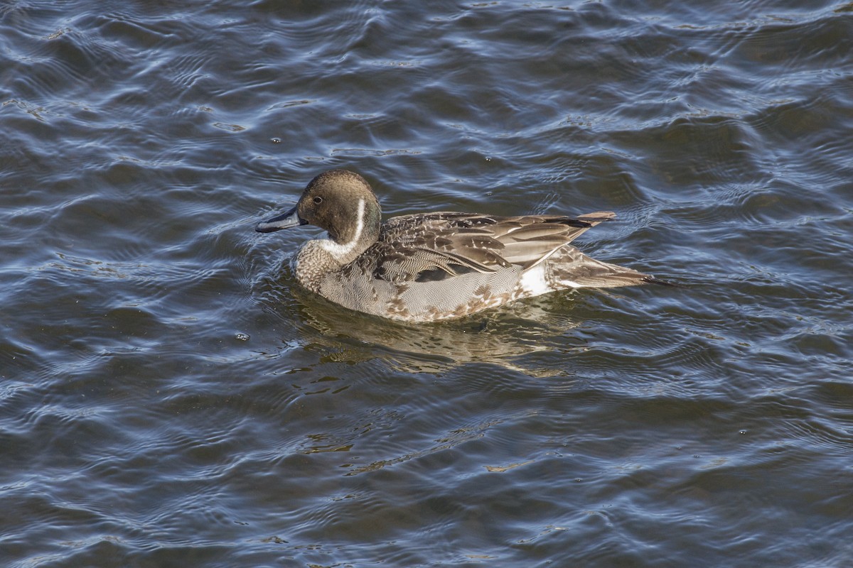 Northern Pintail - Jamie Spence