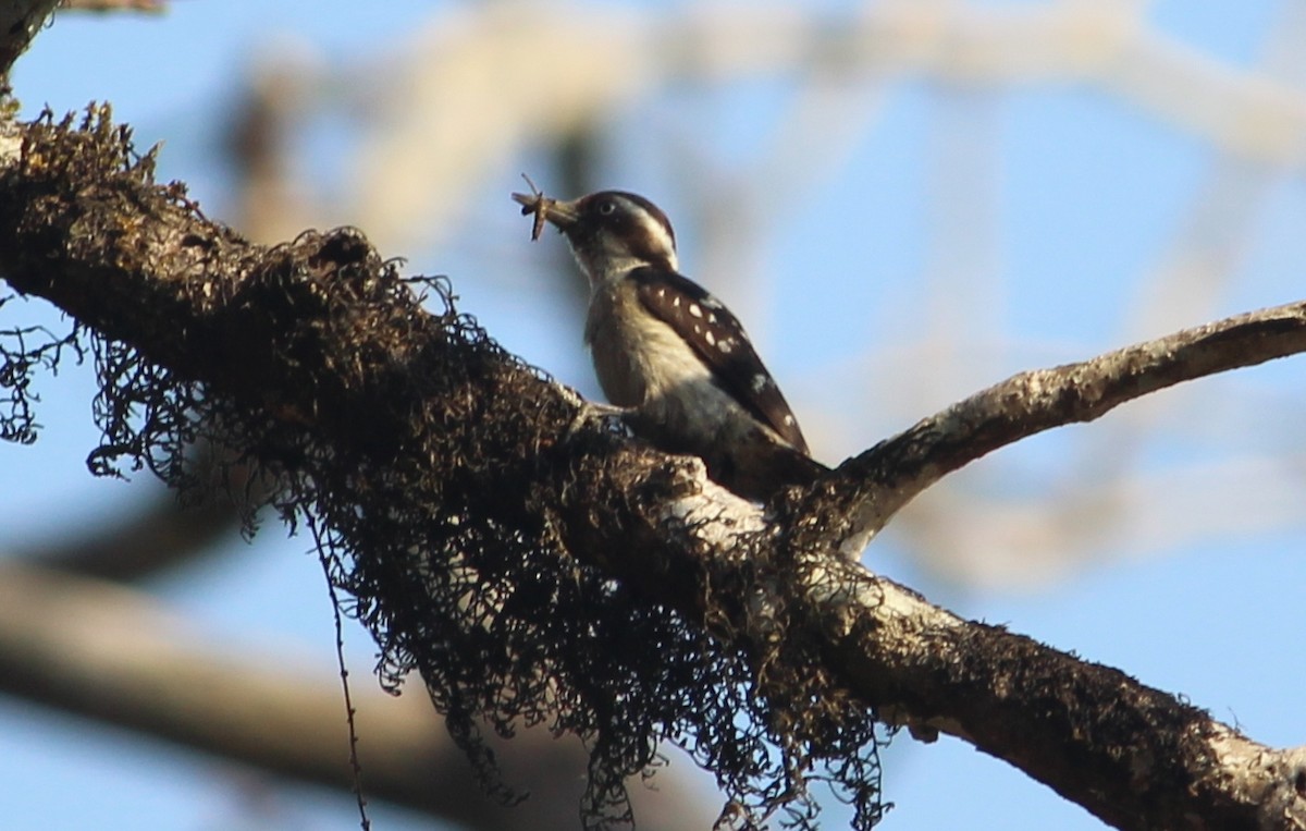 Brown-capped Pygmy Woodpecker - ML139910061