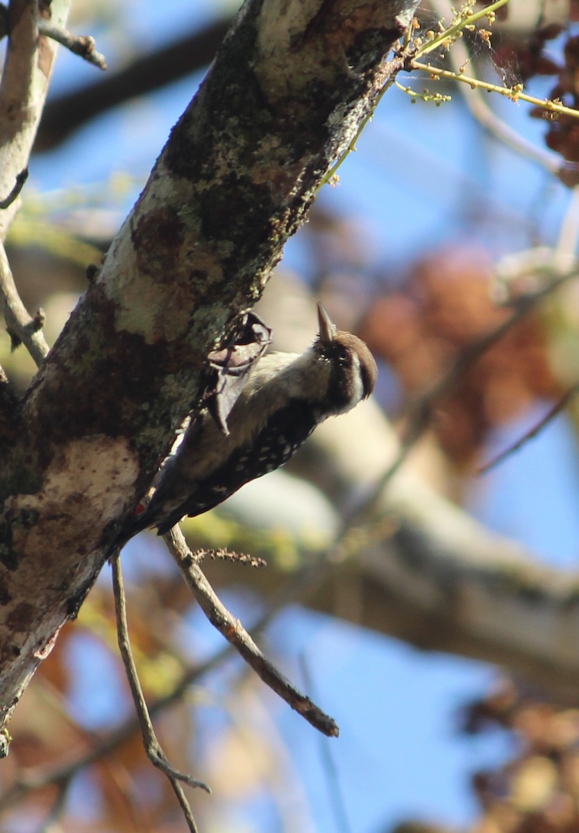 Brown-capped Pygmy Woodpecker - ML139910361