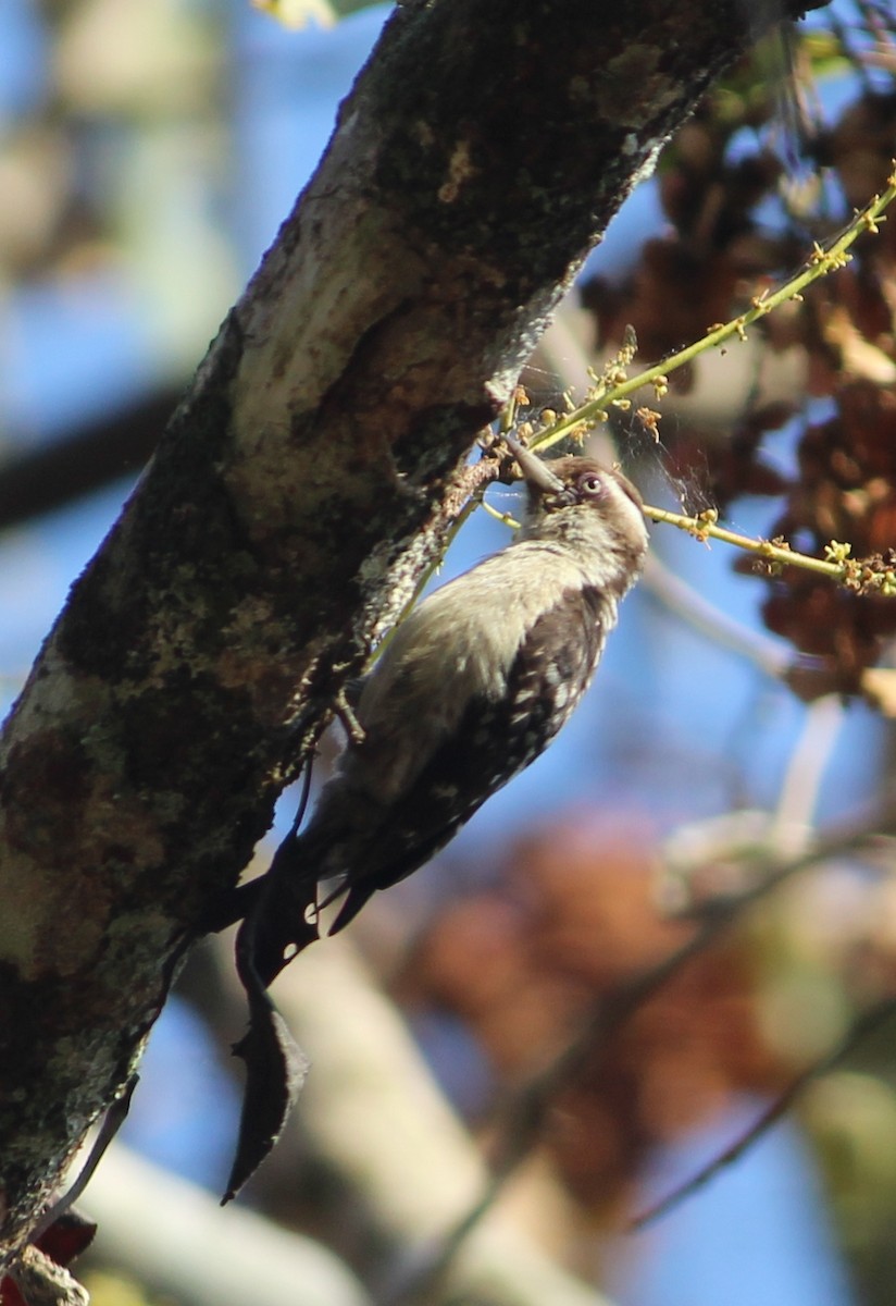 Brown-capped Pygmy Woodpecker - ML139910421