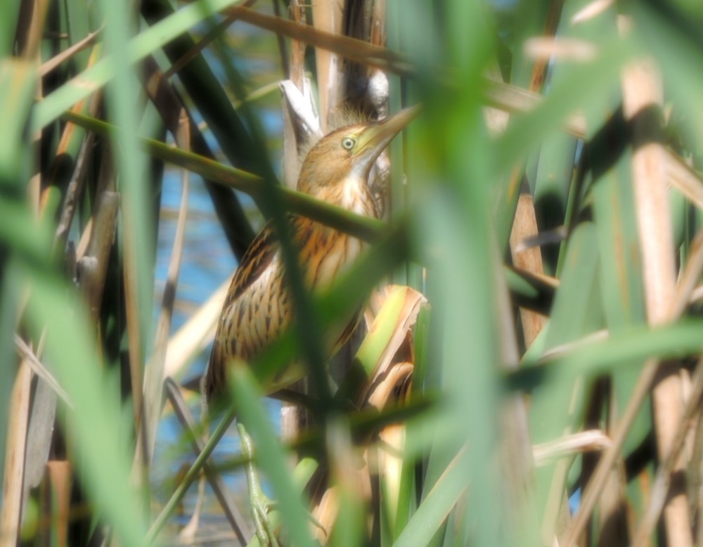 Black-backed Bittern - ML139910571