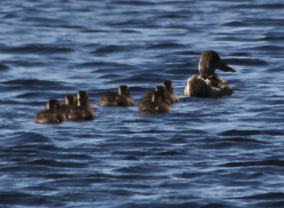 Northern Shoveler - Tim Antanaitis