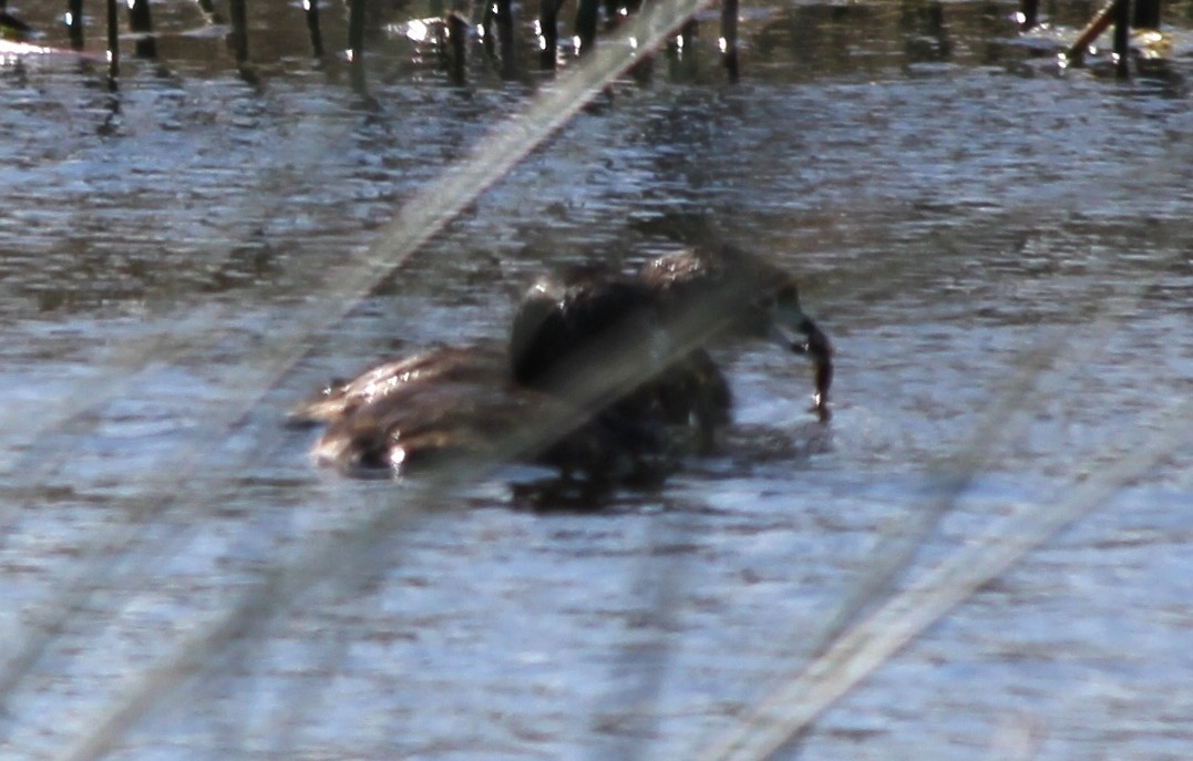 Pied-billed Grebe - Tim Antanaitis