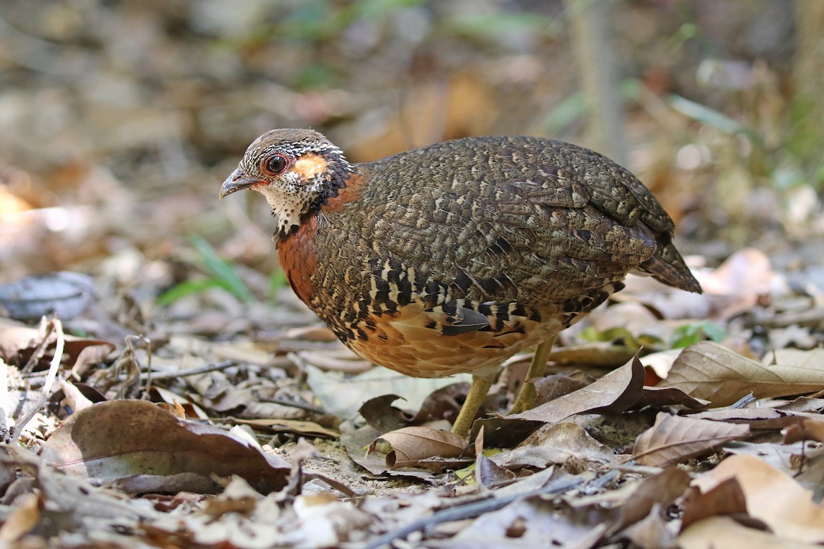 Chestnut-necklaced Partridge - Dave Bakewell