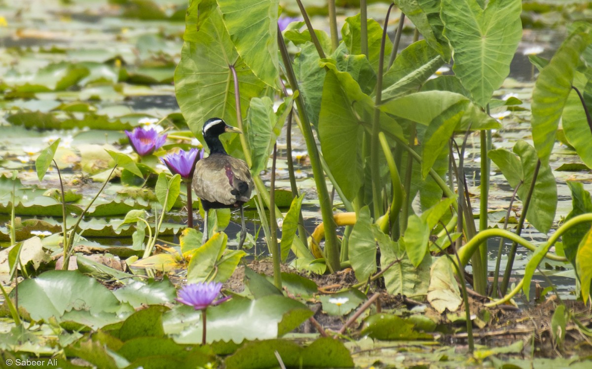 Jacana bronzé - ML139915741