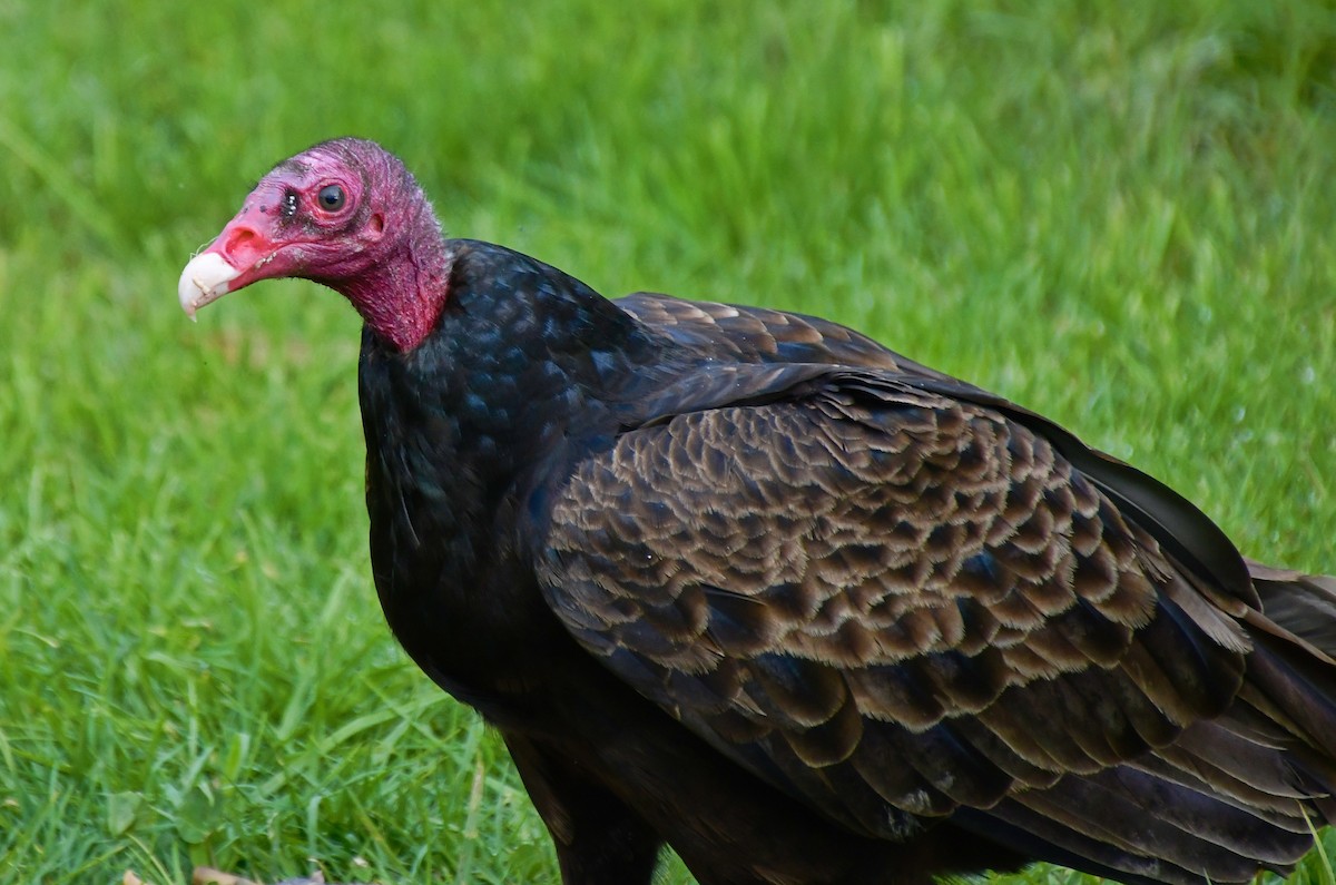 Turkey Vulture - DJ Singh