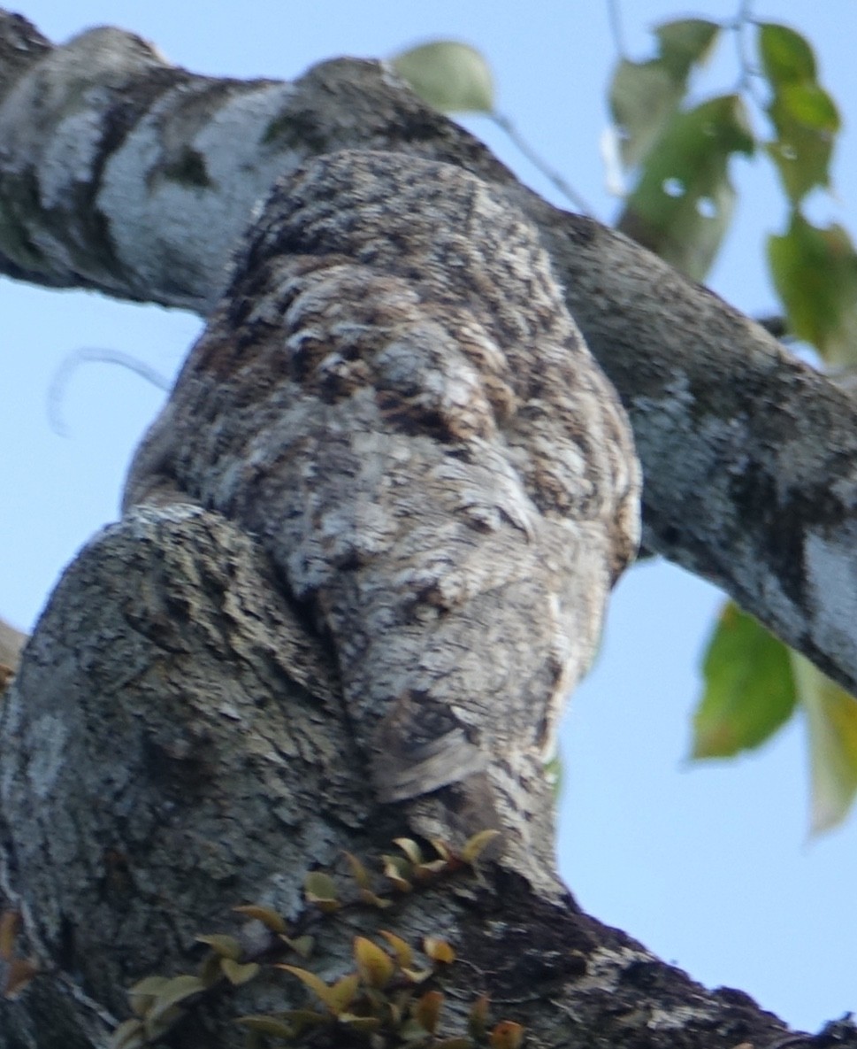 Great Potoo - ML139916451