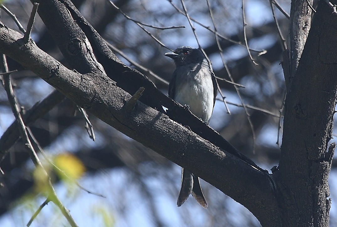 Drongo Ventriblanco - ML139917281