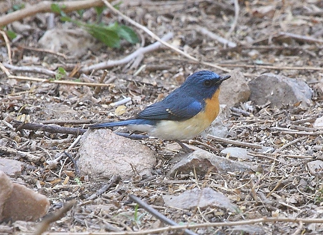 Tickell's Blue Flycatcher - ML139917411