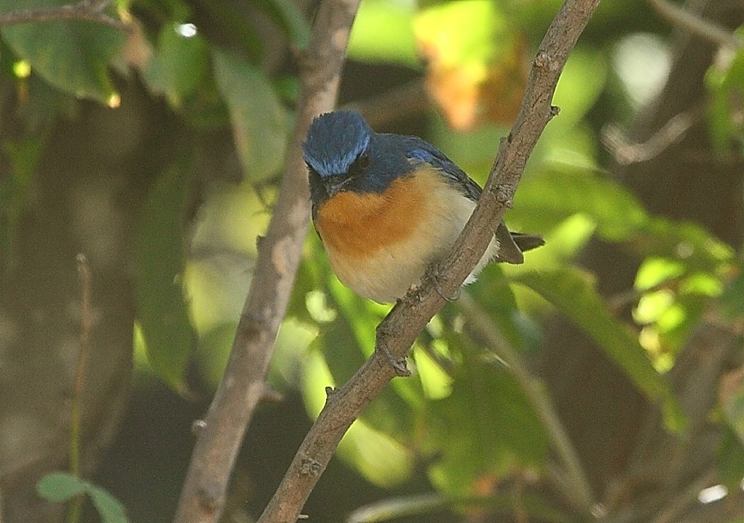 Tickell's Blue Flycatcher - Gopi Sundar