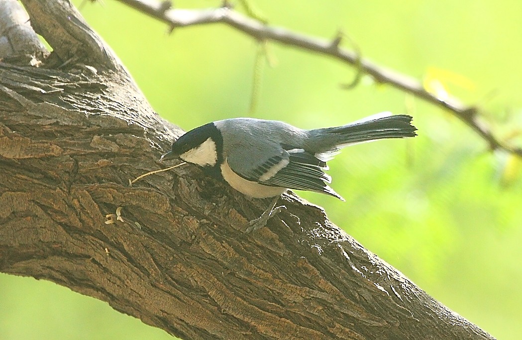 Cinereous Tit - Gopi Sundar