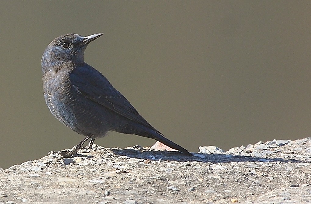 Blue Rock-Thrush - ML139917451