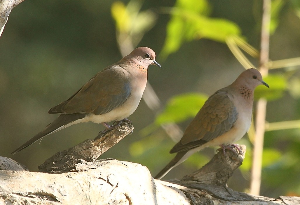 Tórtola Senegalesa - ML139917471