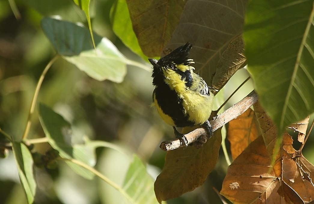 Indian Yellow Tit - ML139917511