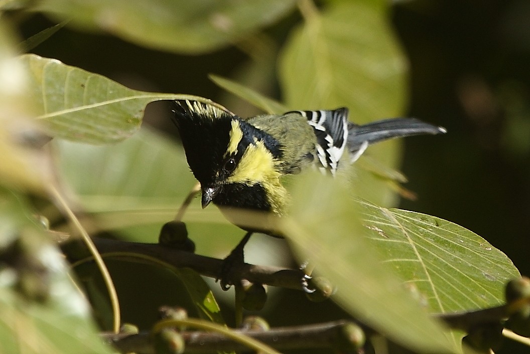 Indian Yellow Tit - ML139917531