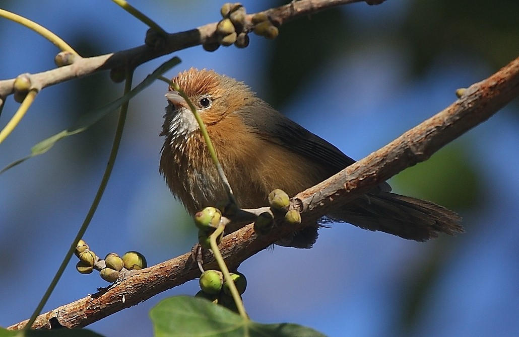 Tawny-bellied Babbler - ML139917561