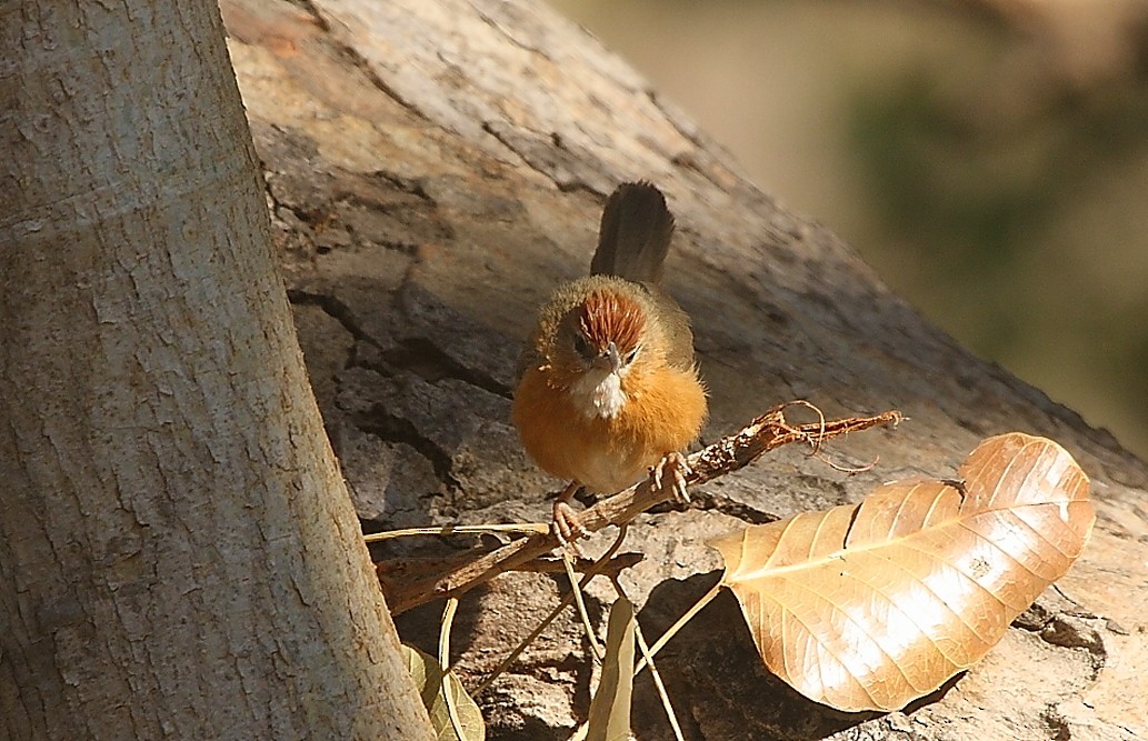 Tawny-bellied Babbler - ML139917571