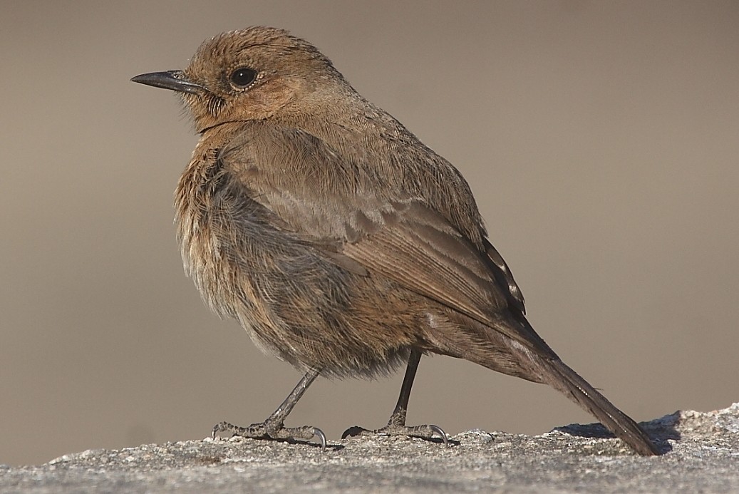 Brown Rock Chat - ML139917611