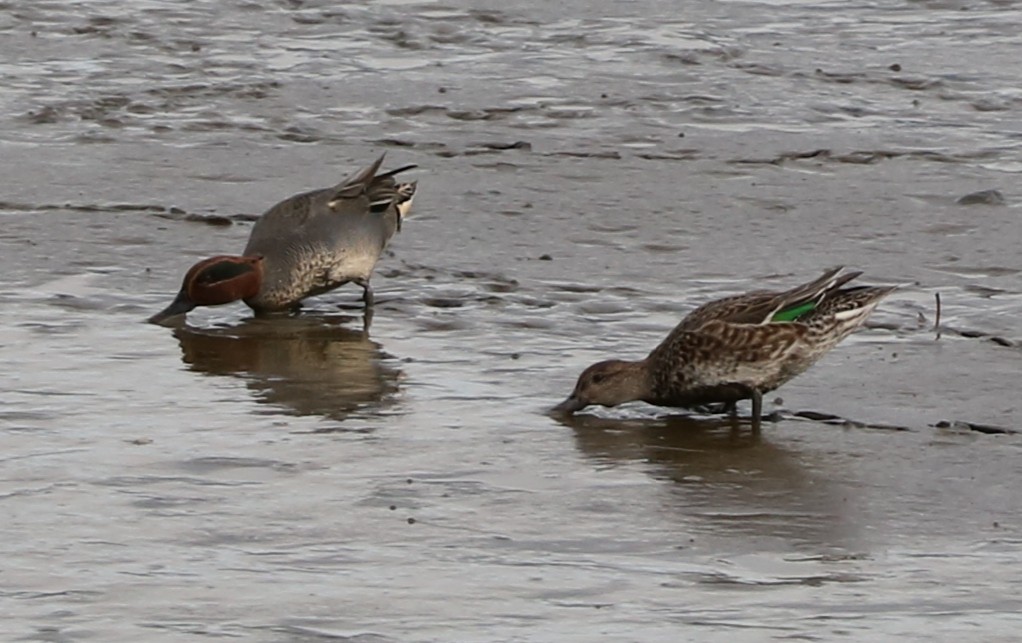 Green-winged Teal - ML139918091