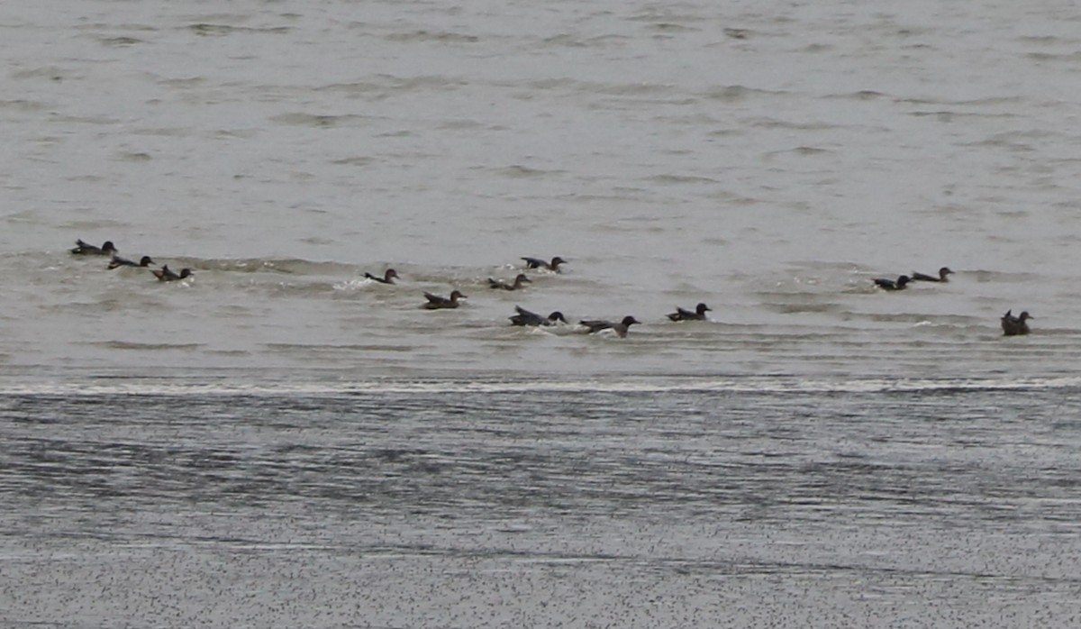 Green-winged Teal - ML139918131