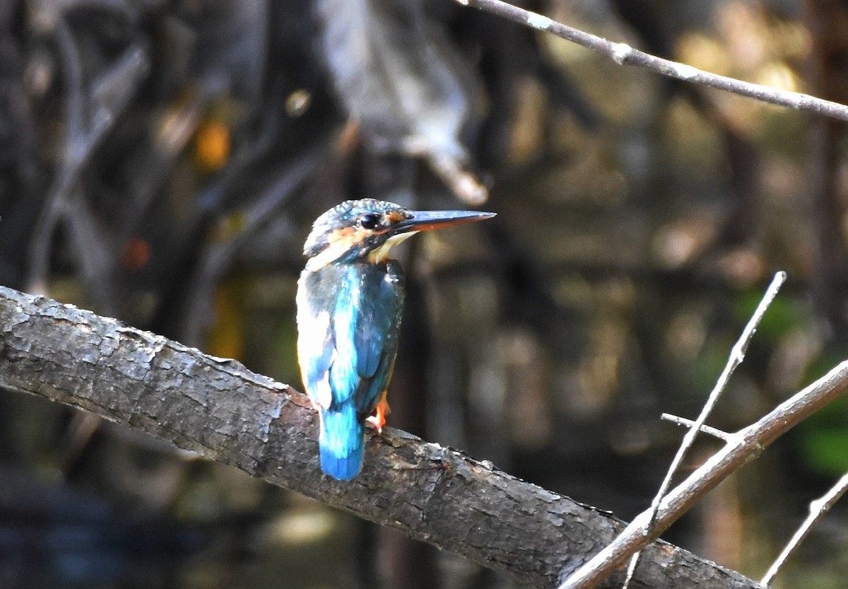 Common Kingfisher - ML139919141