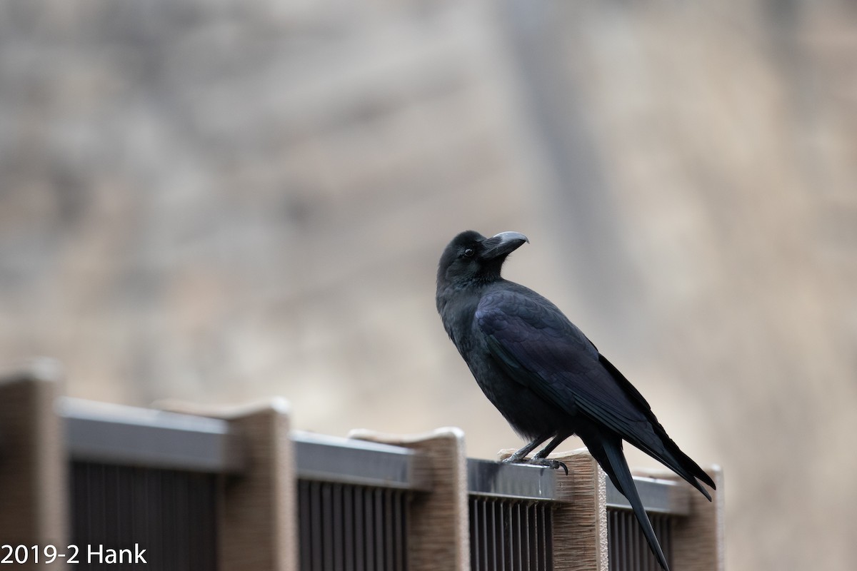 Large-billed Crow - ML139919291