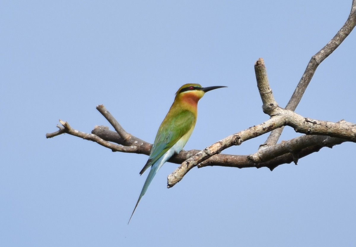 Blue-tailed Bee-eater - norman wu