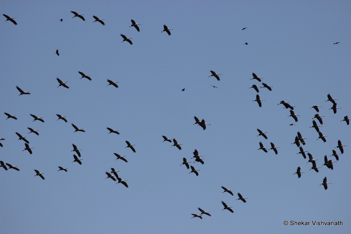 Common Crane - ML139919581