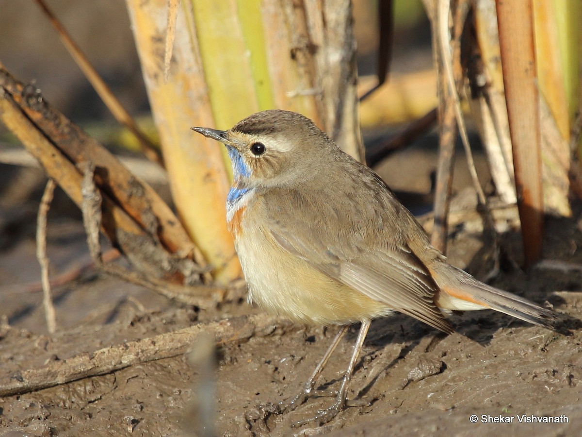 Blaukehlchen - ML139920141