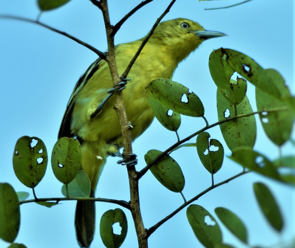 Common Iora - ML139920211