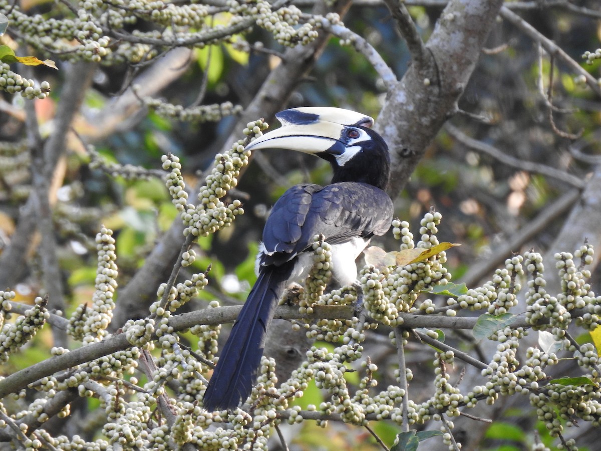 Oriental Pied-Hornbill - ML139920241