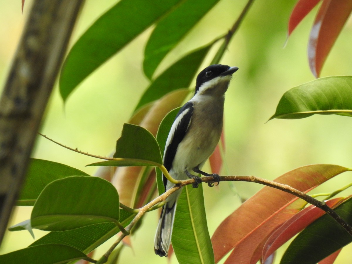 Bar-winged Flycatcher-shrike - David Ratcliffe