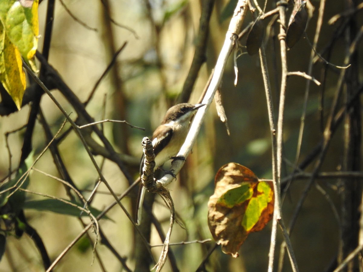 Bar-winged Flycatcher-shrike - ML139920271