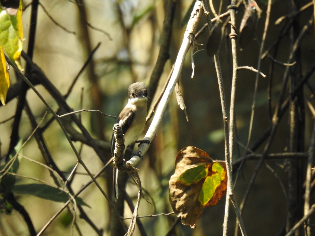 Bar-winged Flycatcher-shrike - ML139920281