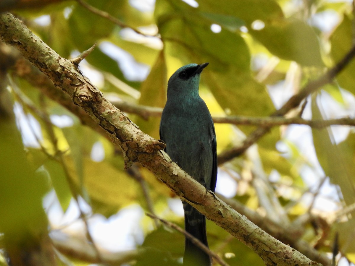 Verditer Flycatcher - ML139920301