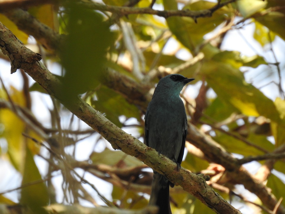 Verditer Flycatcher - David Ratcliffe